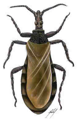 Cientificos Argentinos diseñan una trampa contra vinchucas con alto poder de exterminio